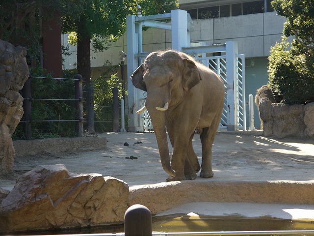 上野動物園 象