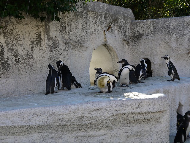 上野動物園 ペンギン