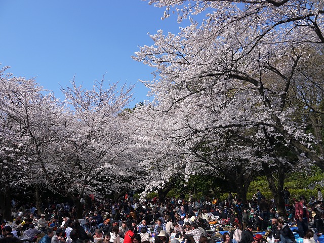 哲学堂公園の桜