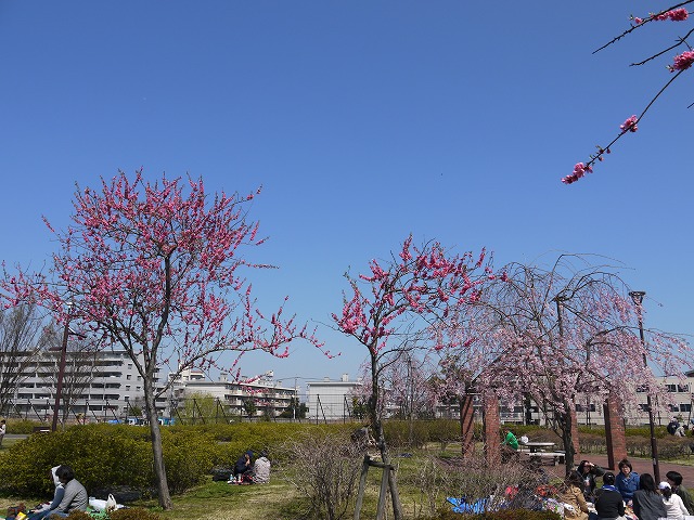 桜・つつじ
