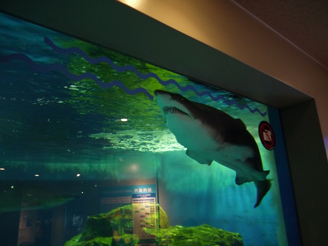 しながわ水族館 サメ