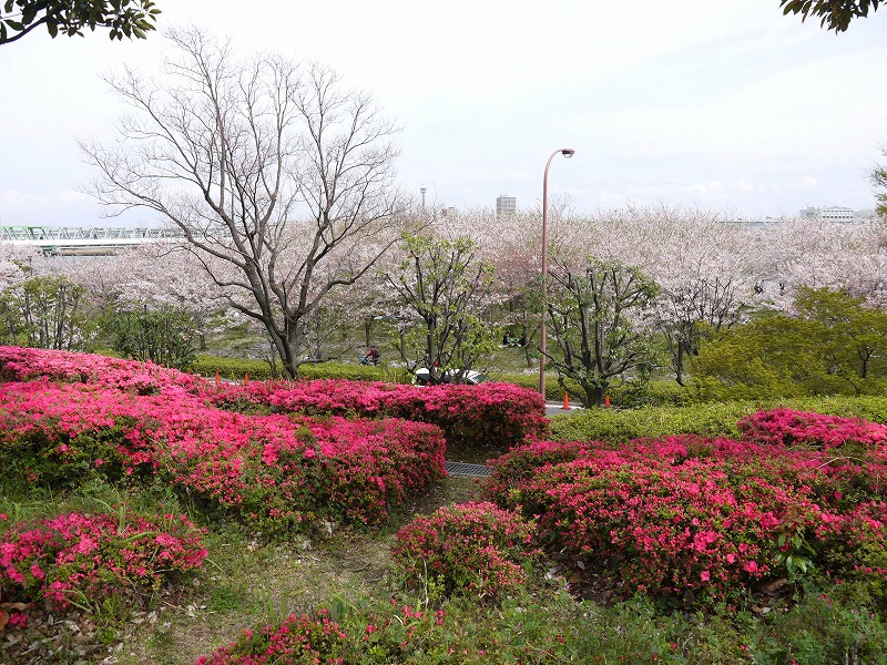 風の広場 桜とツツジ
