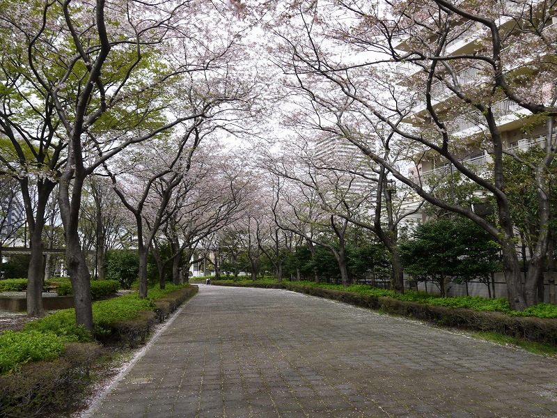 季節の広場（南） 桜並木