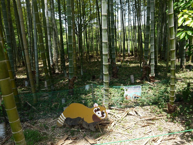 レッサーパンダ・小動物コーナー レッサーパンダの竹やぶ