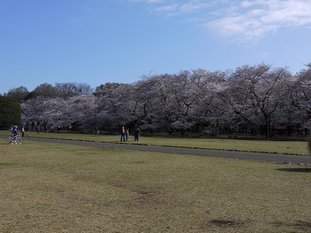 小金井公園で花見！