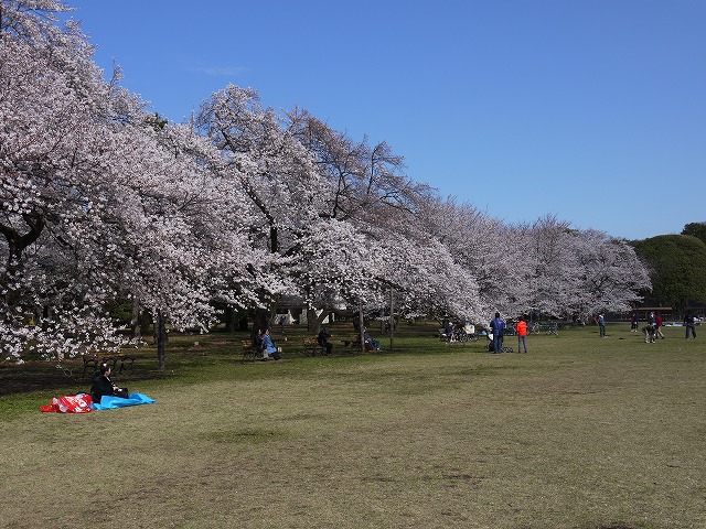 小金井公園で花見！