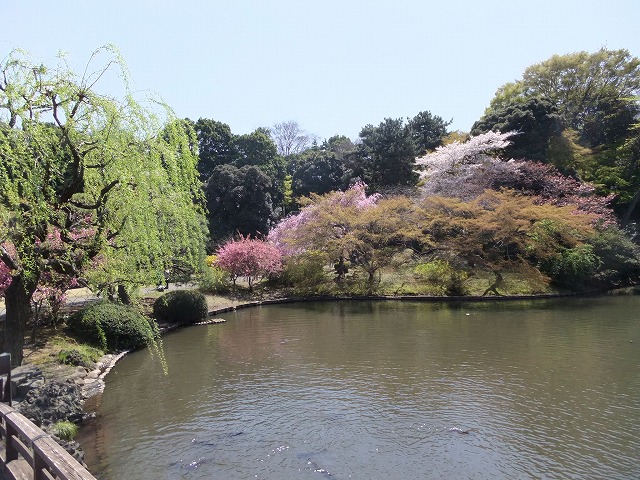 日本庭園 桜の季節の日本庭園