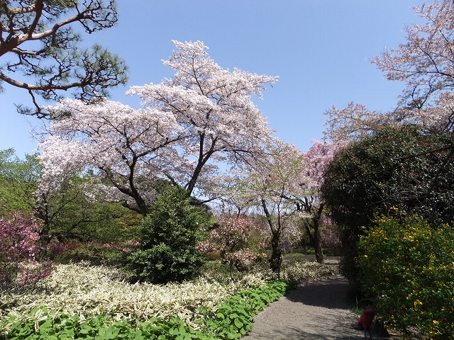 新宿御苑の桜 桜を見ながら小道を散歩。