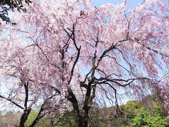 新宿御苑の桜 枝垂れ桜も咲き誇る！