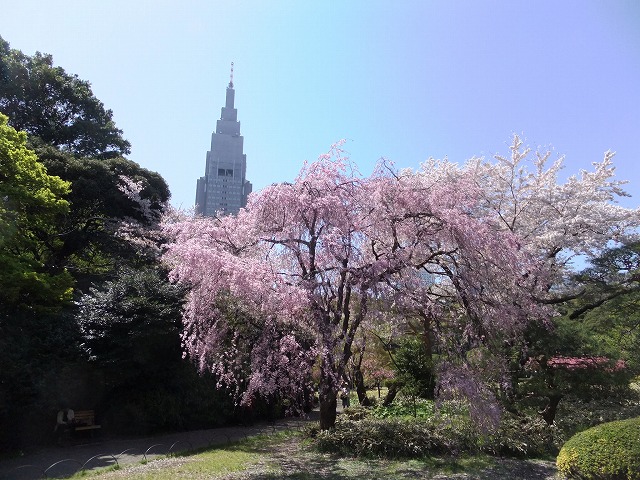 新宿御苑の桜 NTTドコモビルと桜