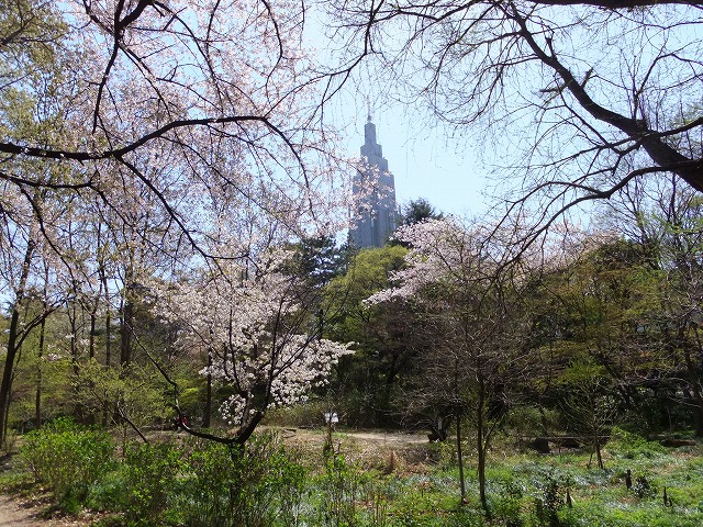 新宿御苑の桜 桜の枝越しにNTTドコモビルが写ります。