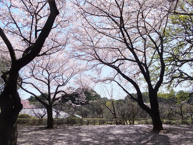 新宿御苑の桜 桜の花のドームです。