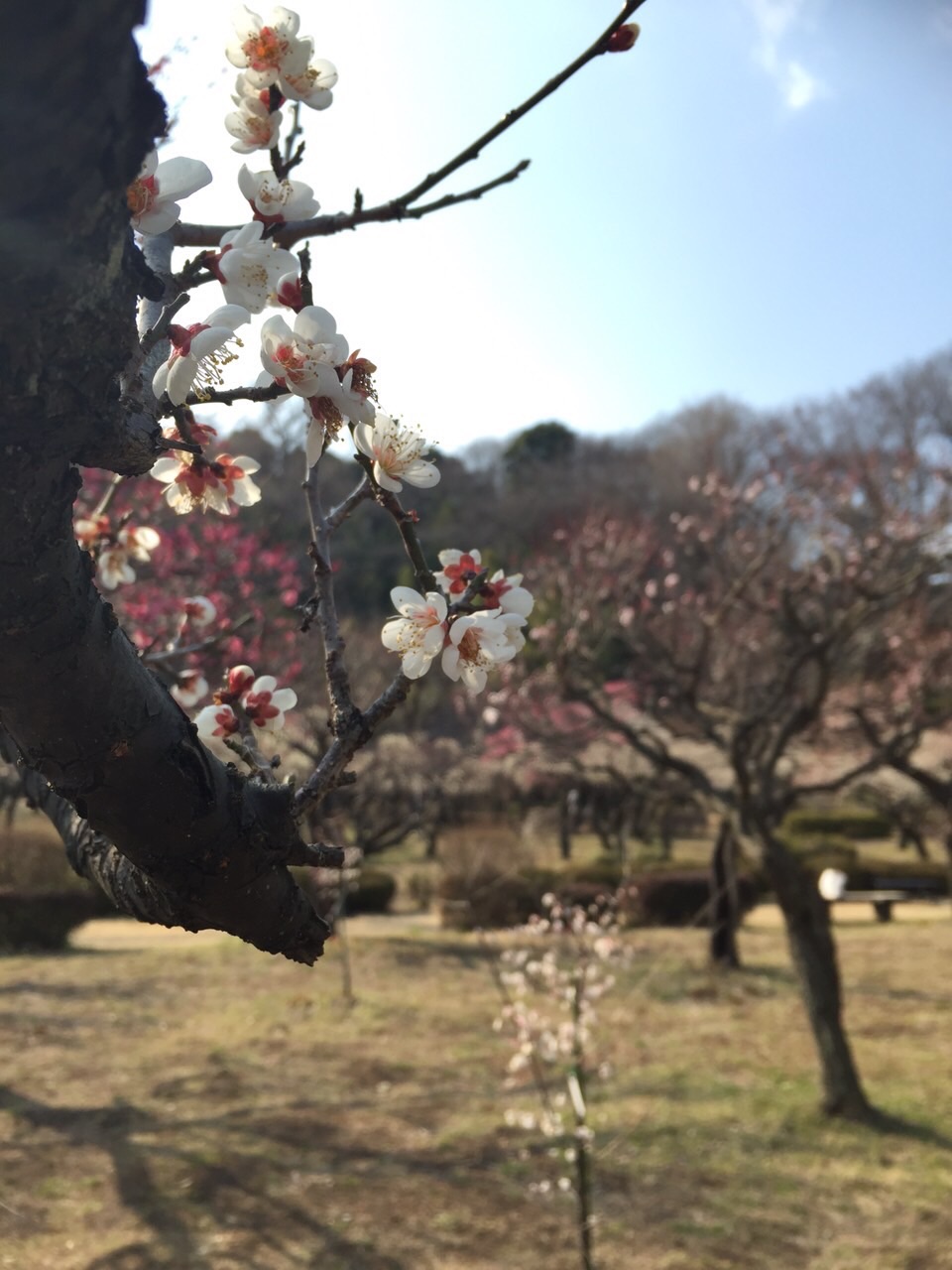 薬師池公園 梅の木が沢山！２月の終わり頃が見頃です！
