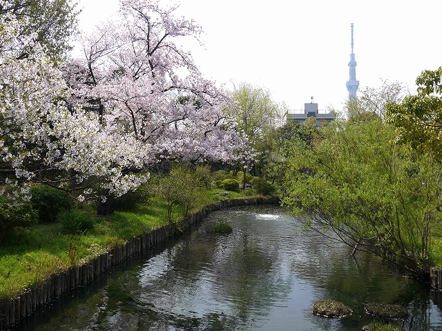向島百花園 東京スカイツリーが見えます。