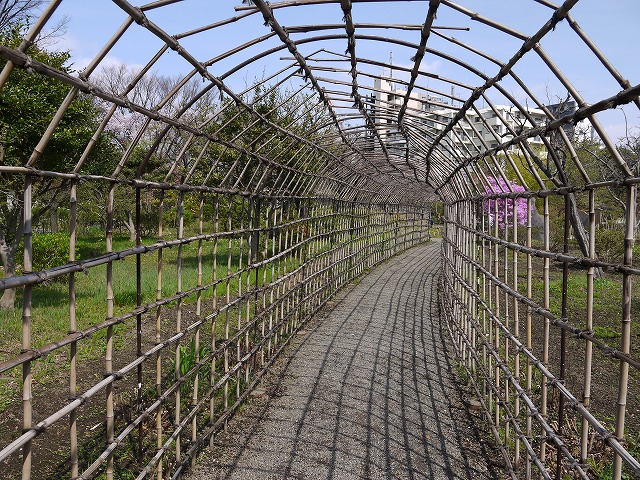 向島百花園 萩のトンネルです。萩は9月頃に咲きます。