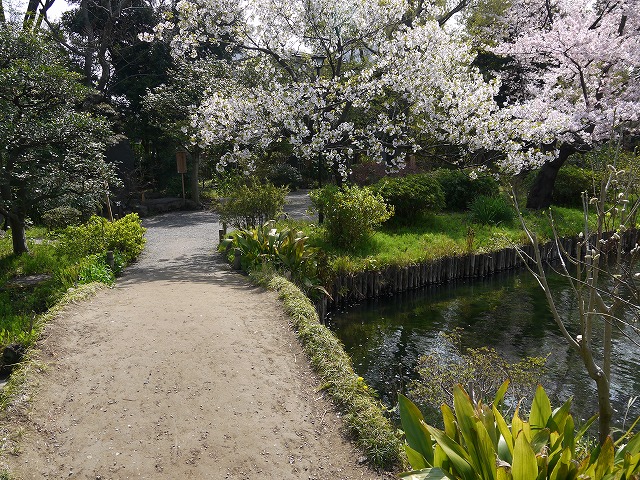 向島百花園 池を渡る橋。橋を渡ったところに桜が咲いてます。