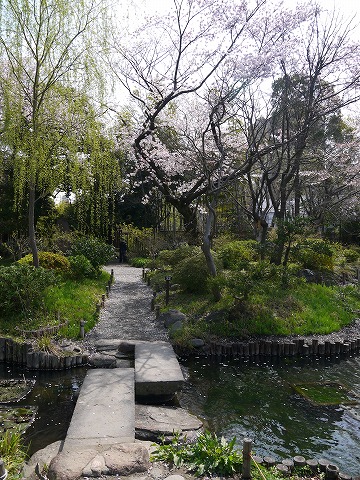 向島百花園 池と橋と桜。