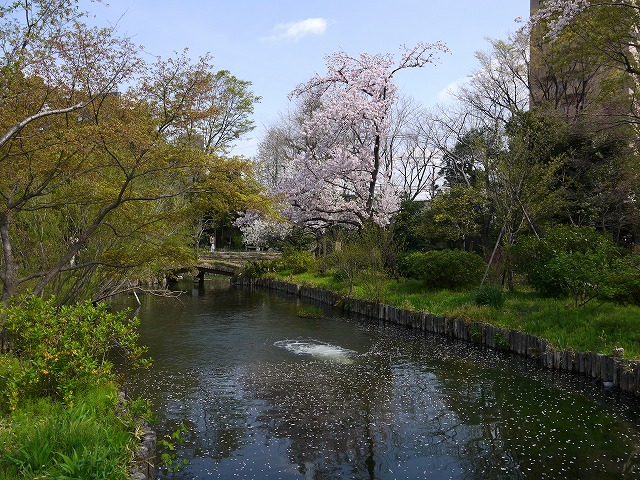 向島百花園 池の畔に桜が咲いてます。