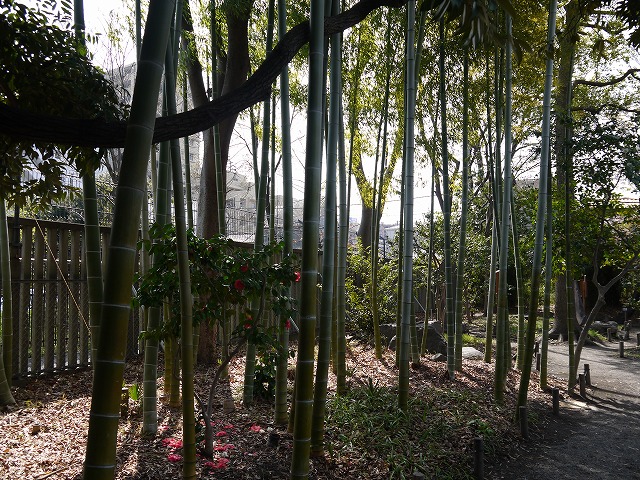 向島百花園 竹やぶもあります。