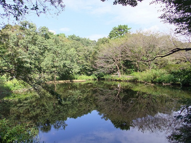 附属自然教育園 ひょうたん池