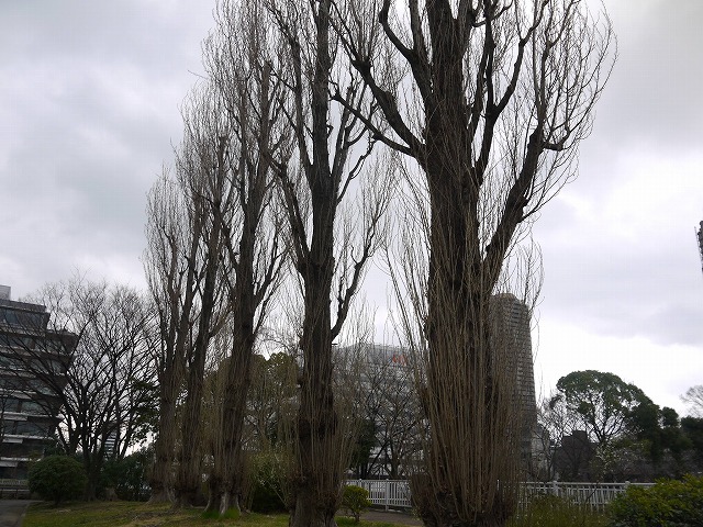 猿江恩賜公園 高い木の並木