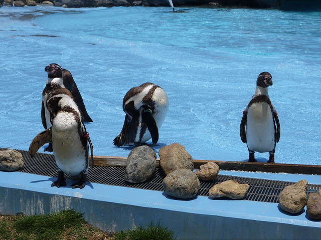 こども動物自然公園 ペンギン