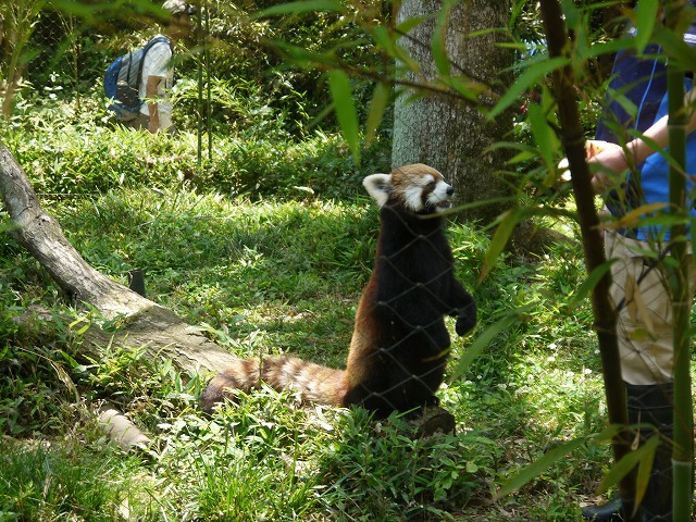 こども動物自然公園 レッサーパンダ