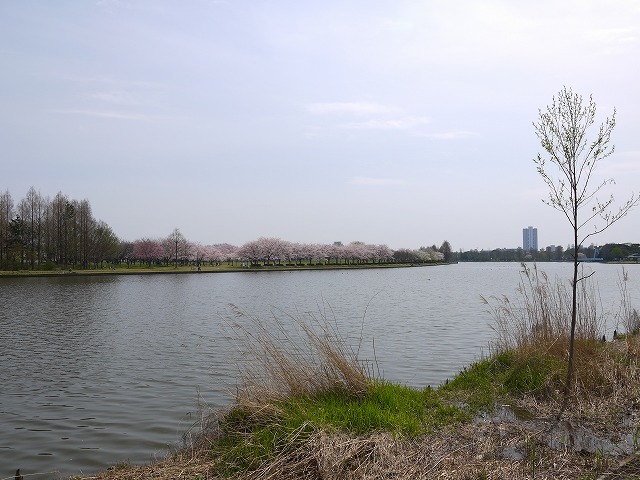 水元公園