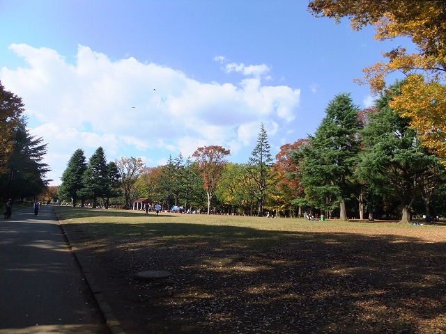 代々木公園 原宿方面から公園に入ったすぐにある芝生です。