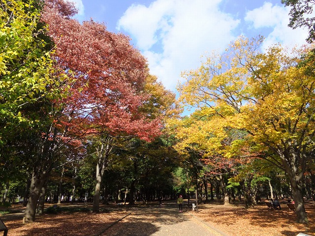 代々木公園 紅葉の時期は木々が色づきます。