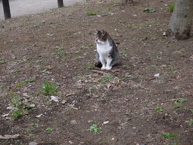 戸山公園（大久保地区） 猫